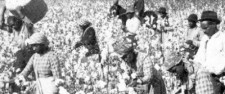 slaves in cotton field